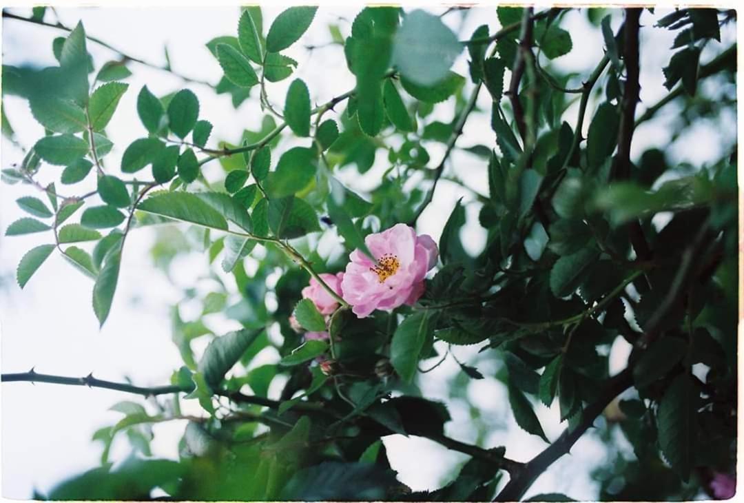 Tiem Ca Phe Mer Homestay & Coffee Moc Chau Buitenkant foto